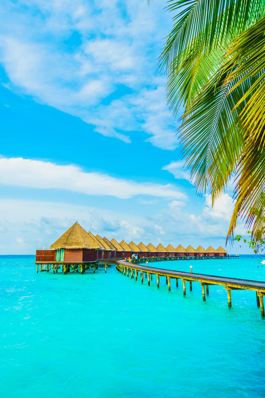 hotel-tree-landscape-paradise-house.jpg